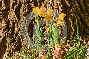 Daffodil onion in a forest