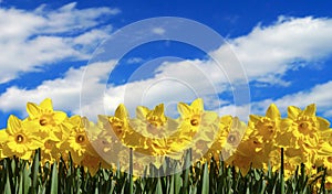Daffodil panorama