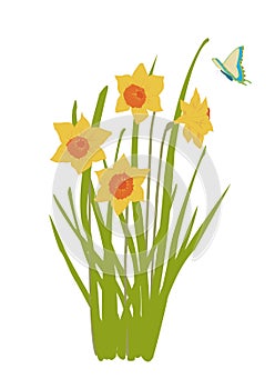 Narcis rastlina v čase kvitnutia 