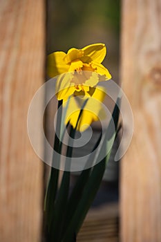 Daffodil poking through the gap in a wooden picket fence