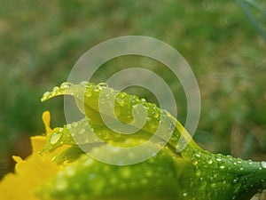 Daffodil with rain drops