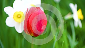 Daffodil and red tulip sway from the wind in the garden