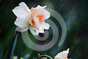 Daffodil Replete Flower in the Rain