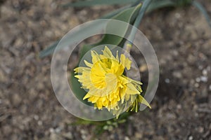 Daffodil Rip van Winkle