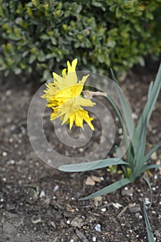 Daffodil Rip van Winkle