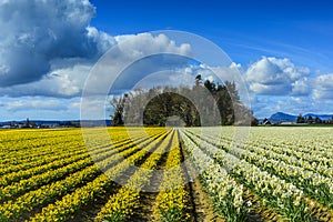 Daffodil Rows near Mt Vernon, Washington