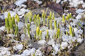 Daffodil shoots in snow