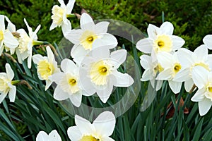 Daffodil Silver Standard in full blossom.