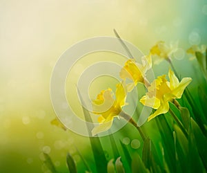 Daffodil spring background