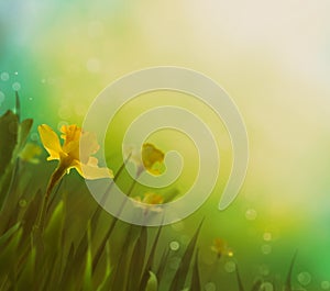 Daffodil spring background