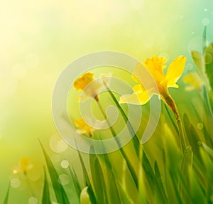 Daffodil spring background