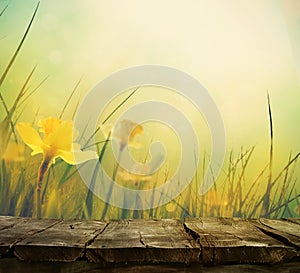 Daffodil spring background