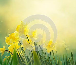 Daffodil spring background