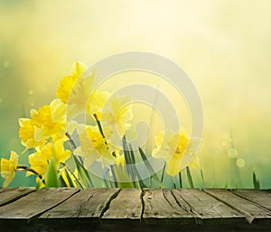 Daffodil spring background