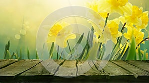 Daffodil spring background