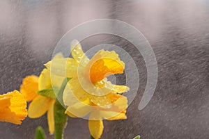 Daffodil spring rain
