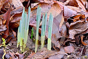 Daffodil Sprout Bunch 04