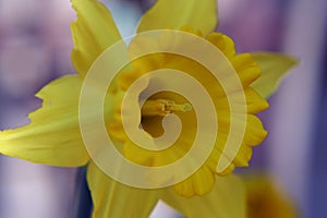 Daffodil and Stamen photo