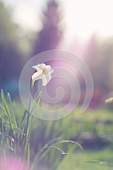 Daffodil in sunset