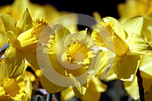 Daffodil Trio photo
