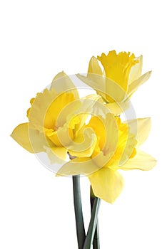 Daffodil Trio