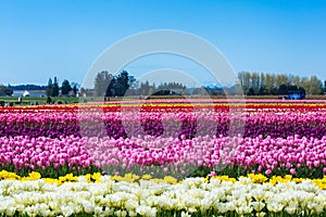 Daffodil Tulip Flower Fields