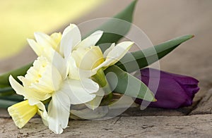 Daffodil and tulip still life