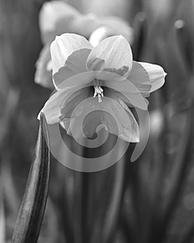 Daffodil unique in Black and White