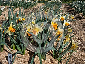 Daffodil \'Velasquez\' blooming with creamy-yellow flowers with a flat orange cup in the garden in spring