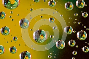 Yellow Daffodils in Water Drop 02