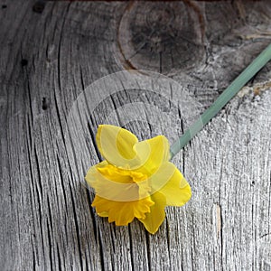 Daffodil on Weathered Wood