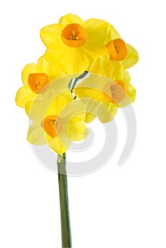 Daffodil on White
