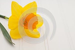 Daffodil on White Board Background with Copy Space