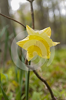 Daffodil in the woods 3