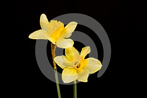 Daffodil