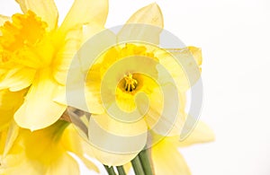 Daffodil