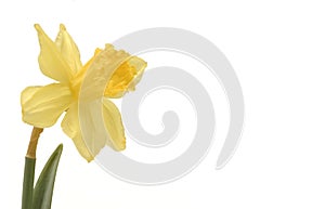 Daffodill