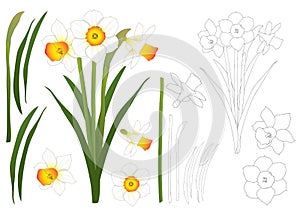 Daffodill - Narcissus Outline. Vector Illustration. isolated on White Background.