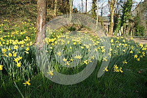 Daffodills at Cefn Onn