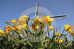 Daffodills at windmill as working dry pumping of the Tweemanspolder, System named Molenviergang in Zevenhuizen
