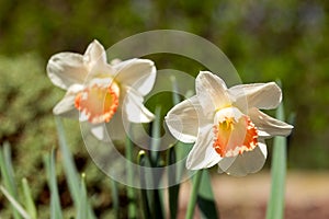 Daffodils