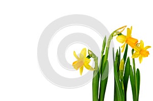 Daffodils