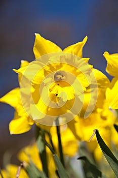 Daffodils