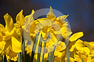 Daffodils