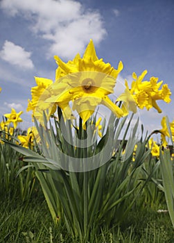 Daffodils