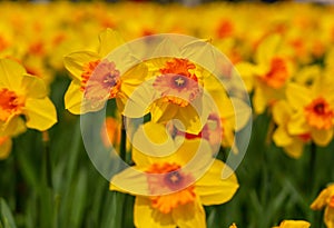 Daffodils