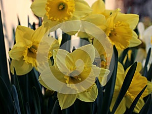 Daffodils