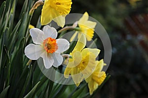 Daffodils