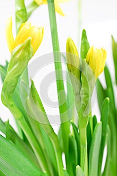 Daffodils