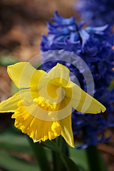 Daffodil and Hyacinth